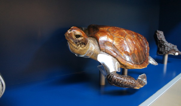 17NaturaHistorical Museum