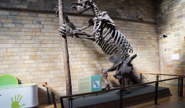 16NaturaHistorical Museum