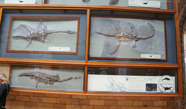 14NaturaHistorical Museum