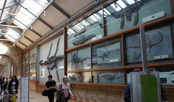 13NaturaHistorical Museum