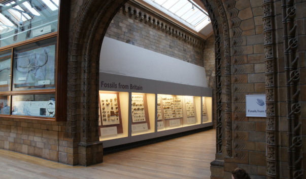 11NaturaHistorical Museum