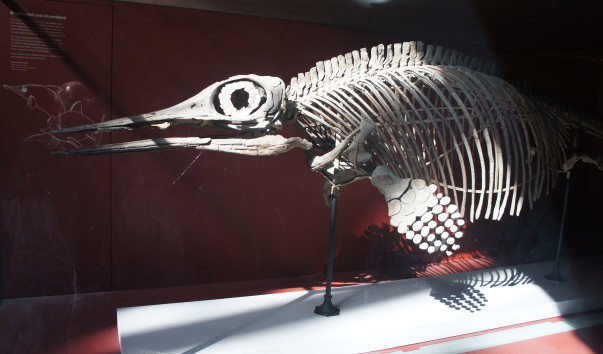 9NaturaHistorical Museum