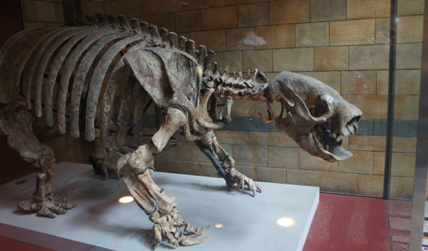8NaturaHistorical Museum