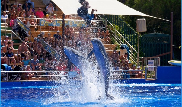 Marineland_dolphin13