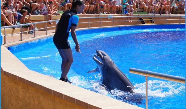 Marineland_dolphin10