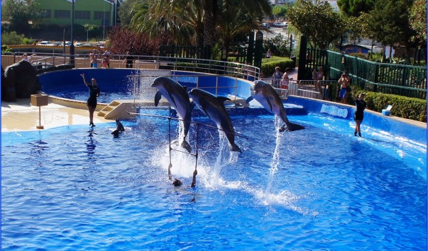 Marineland_dolphin5