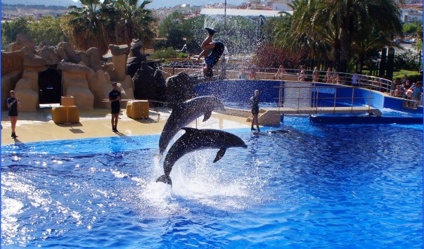 Marineland_dolphin4