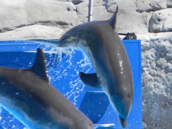 photo 598728