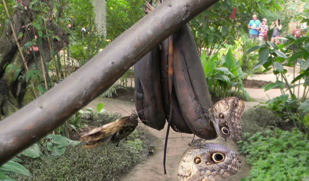 Mariposa
