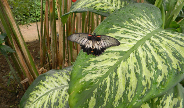 Mariposa. (29)