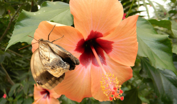 Mariposa. (26)