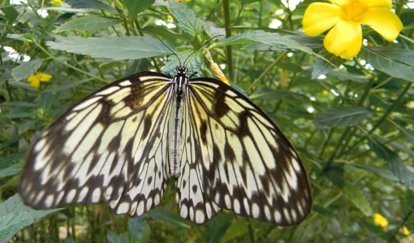 Mariposa. (22)