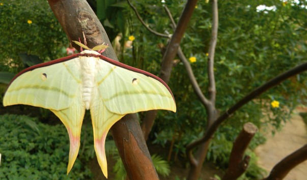 Mariposa. (17)