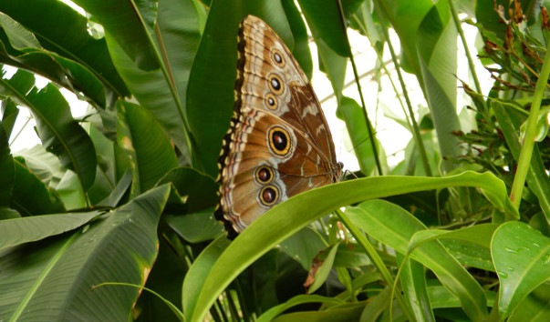 Mariposa. (8)