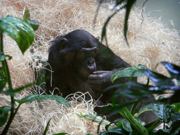 photo 628274