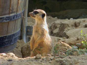 photo 628288