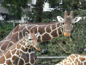 photo 628294
