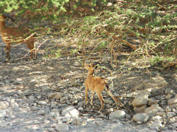 photo 620119