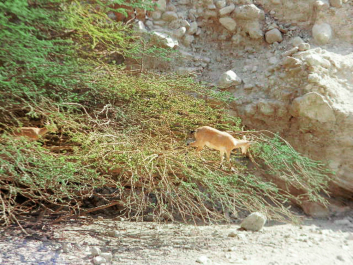 photo 620120