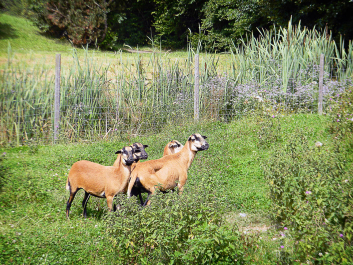 photo 622639