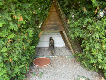 photo 622653