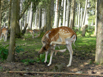 photo 622656