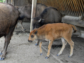 photo 622663