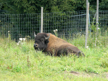 photo 622667