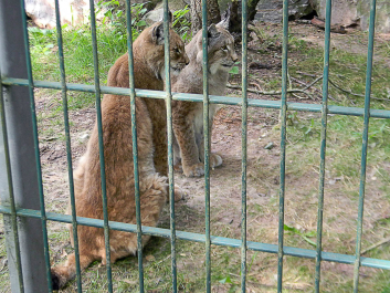 photo 622675