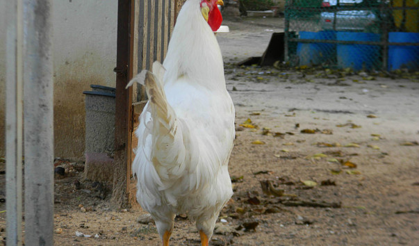 DSCN7824