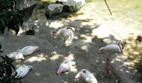 Bioparc (67)