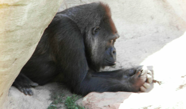 Bioparc (64)
