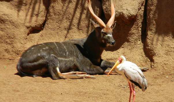 Bioparc (58)