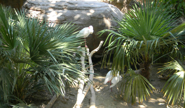 Bioparc (56)