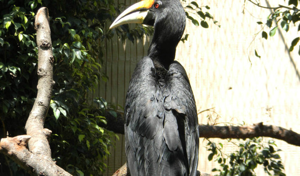 Bioparc (49)
