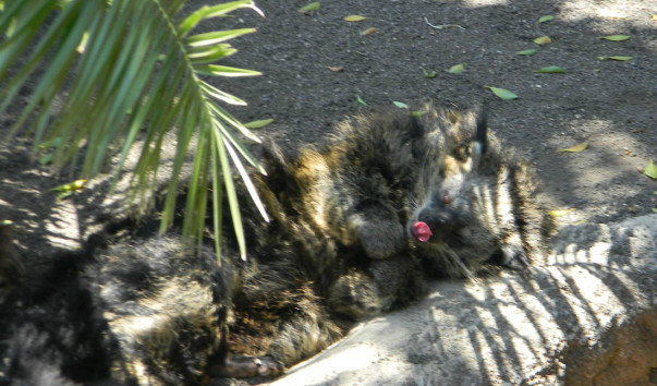 Bioparc (48)