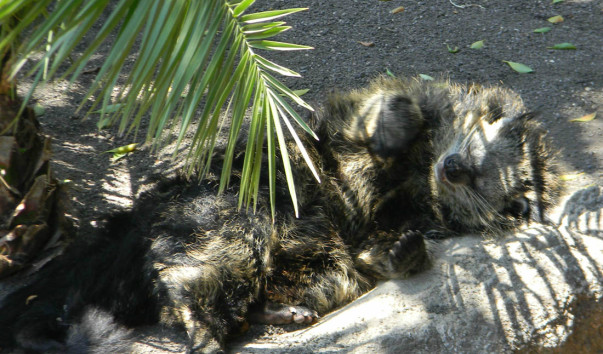 Bioparc (47)