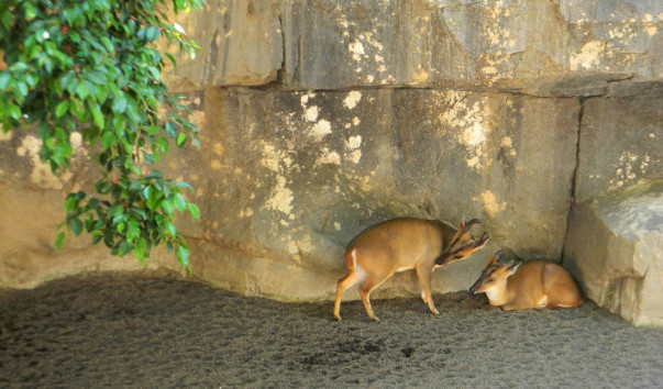 Bioparc (40)