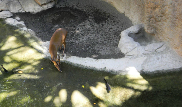 Bioparc (38)