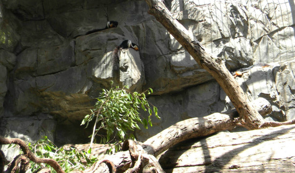 Bioparc (37)