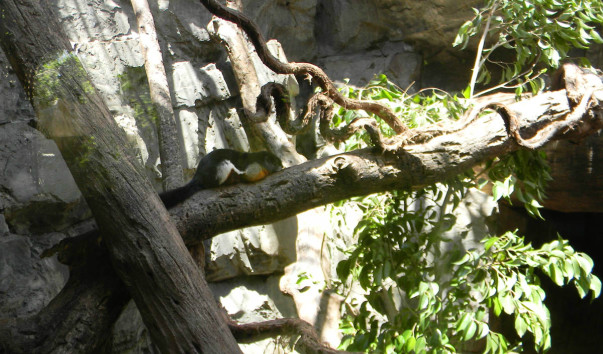 Bioparc (36)