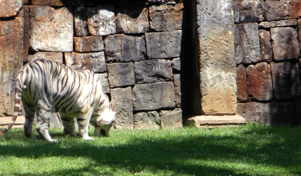 Bioparc (29)