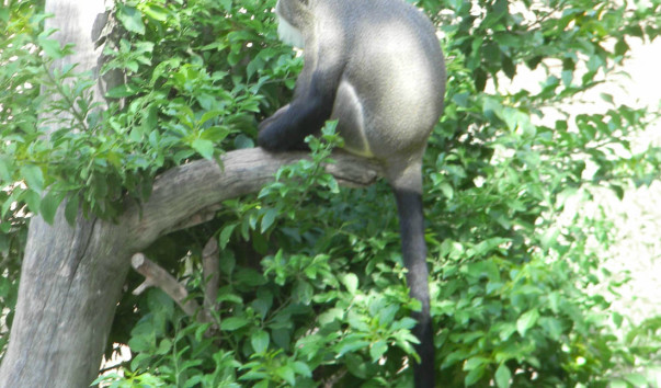 Bioparc (21)