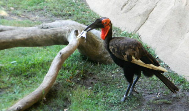Bioparc (19)