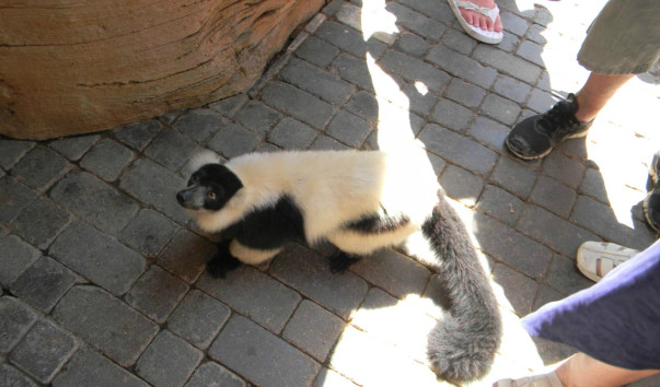 Bioparc (18)