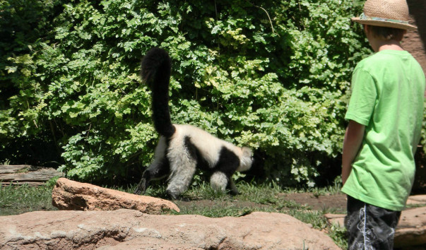 Bioparc (14)