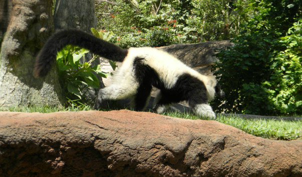 Bioparc (13)
