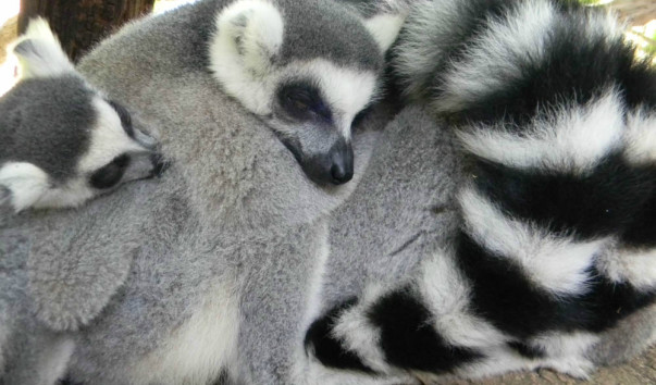 Bioparc (11)