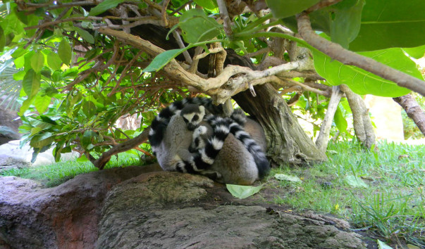 Bioparc (9)