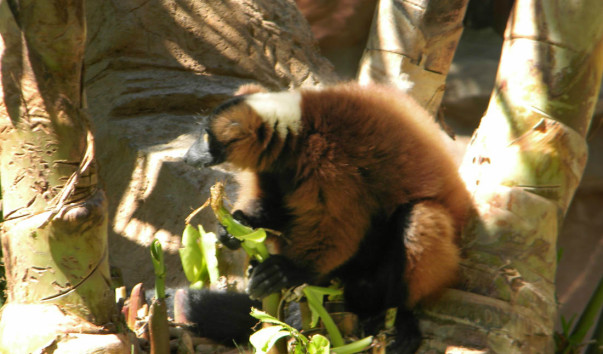 Bioparc (5)